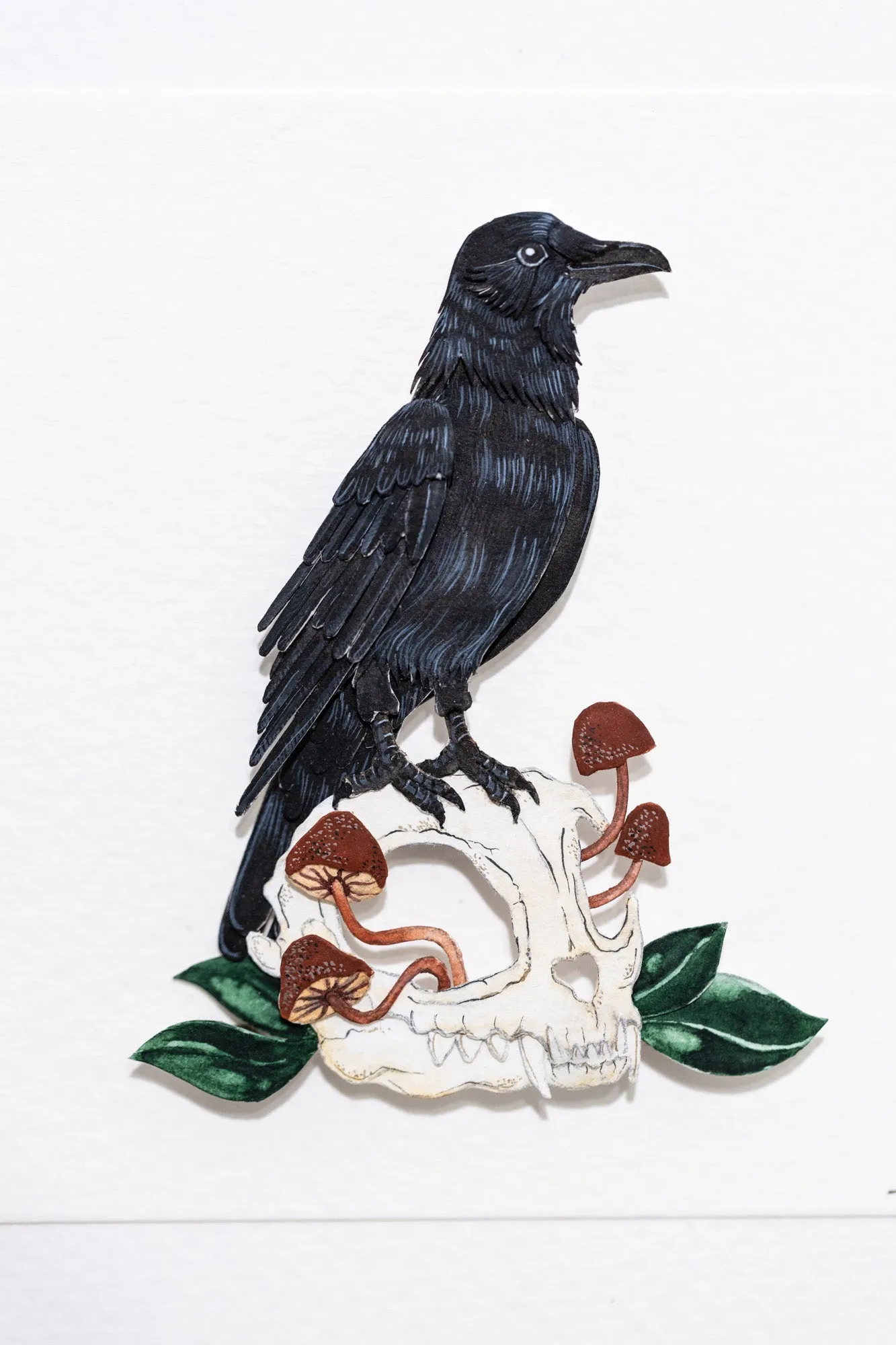 American Crow