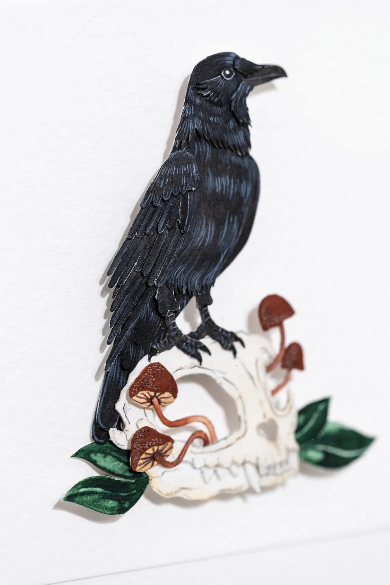 American Crow