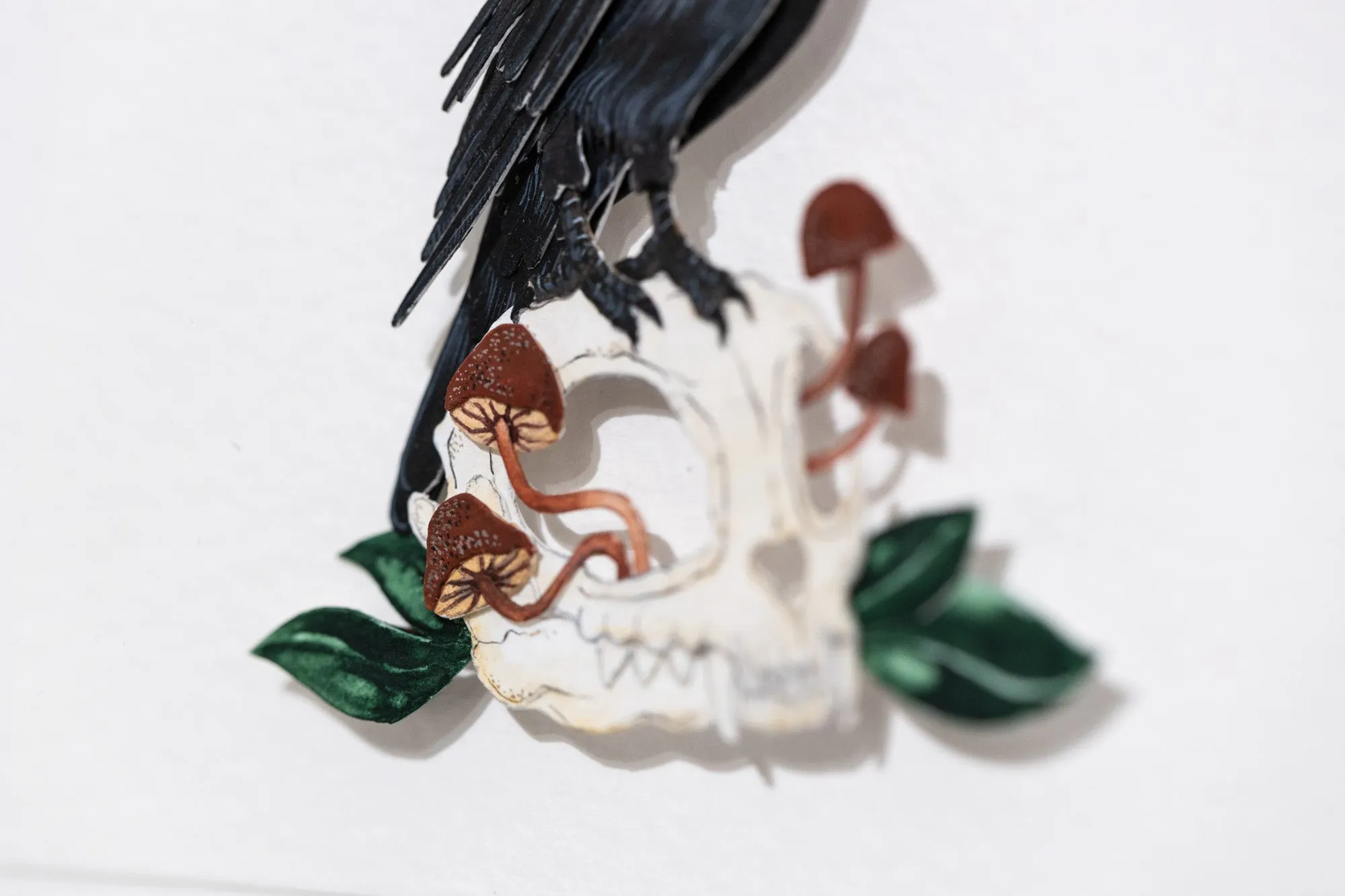 American Crow