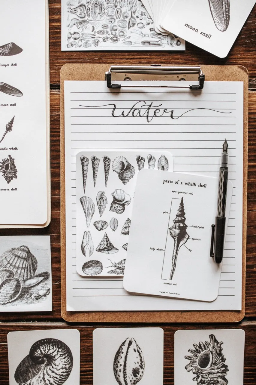 Curio Nature Society Field Guide Issue 11- WATER
