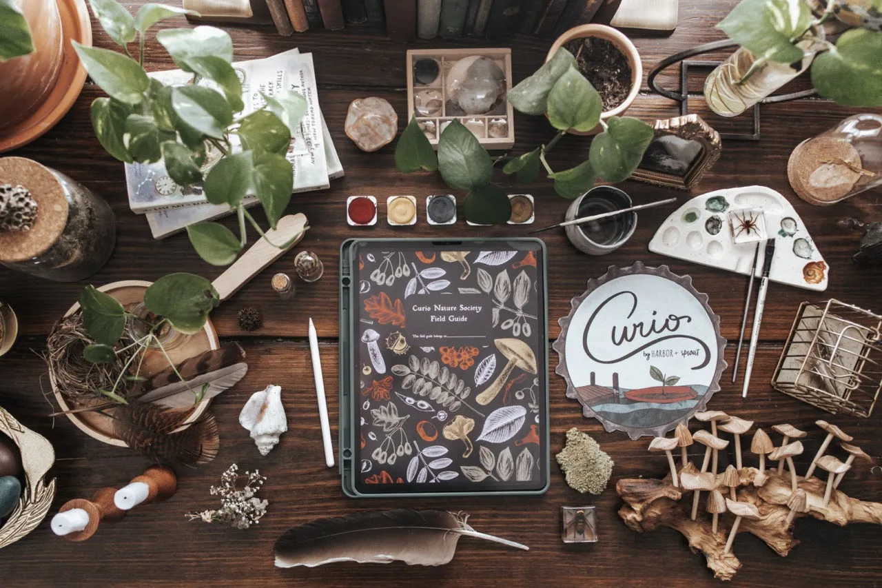 Curio Nature Society Field Guide Issue 3- SUN