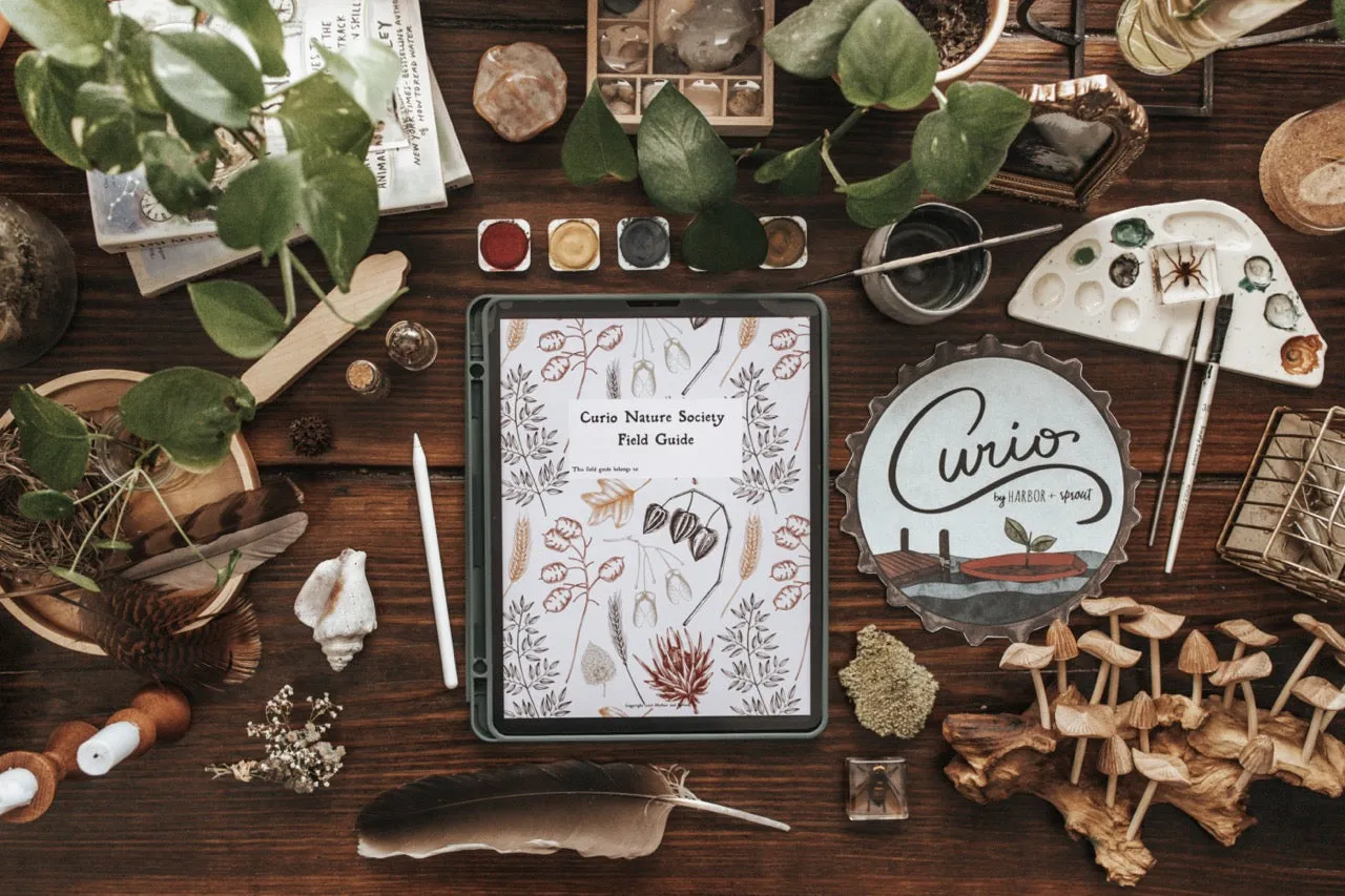Curio Nature Society Field Guide Issue 3- SUN