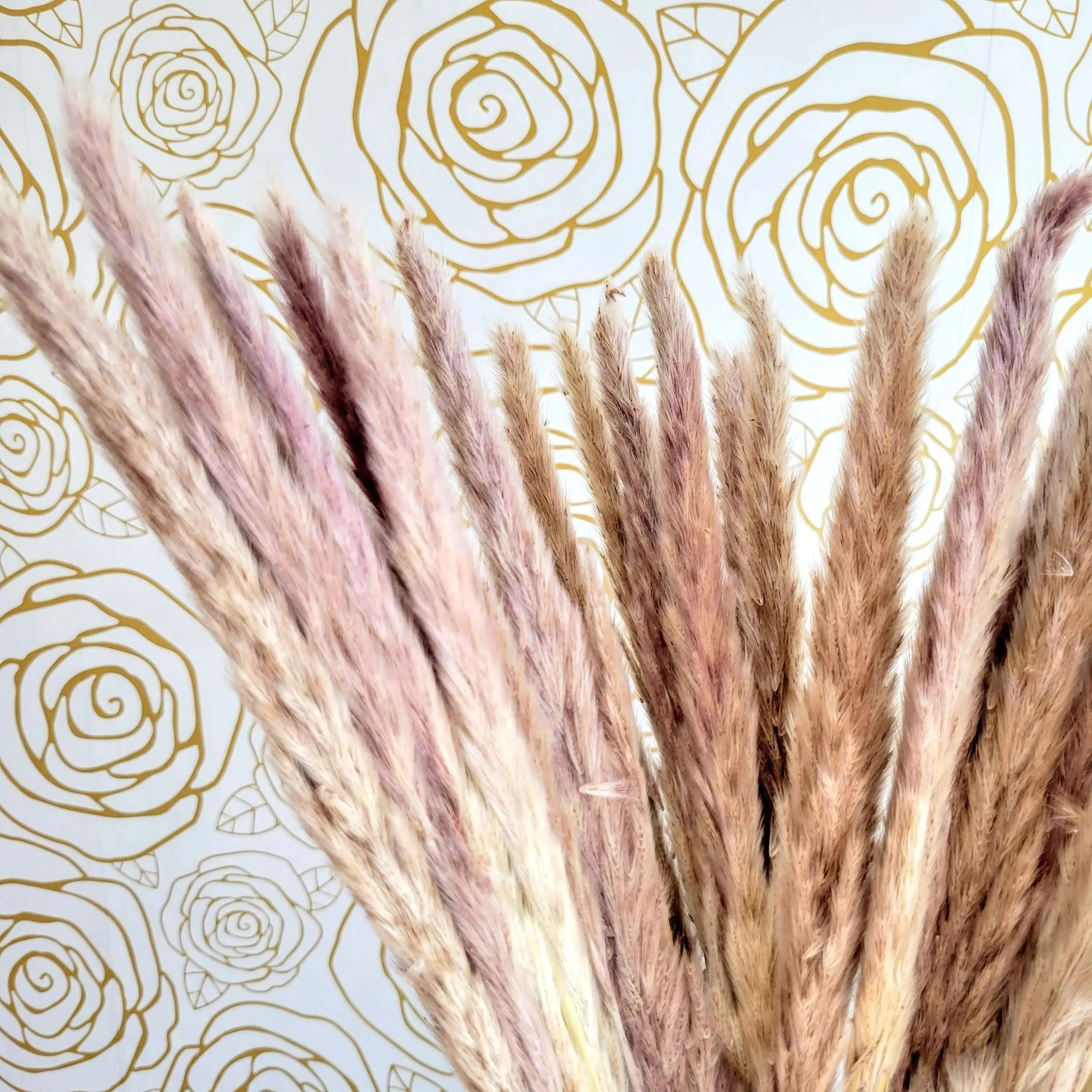 Natural Dried Pampas Grass