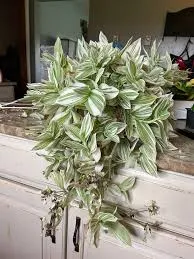 TRADESCANTIA-PISTACHIO