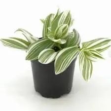 TRADESCANTIA-PISTACHIO