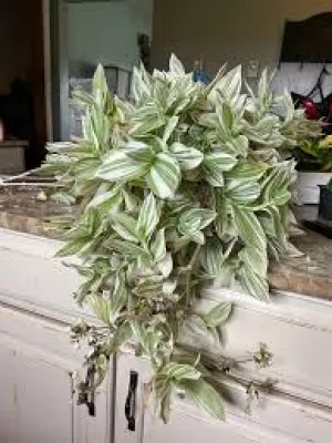 TRADESCANTIA-PISTACHIO