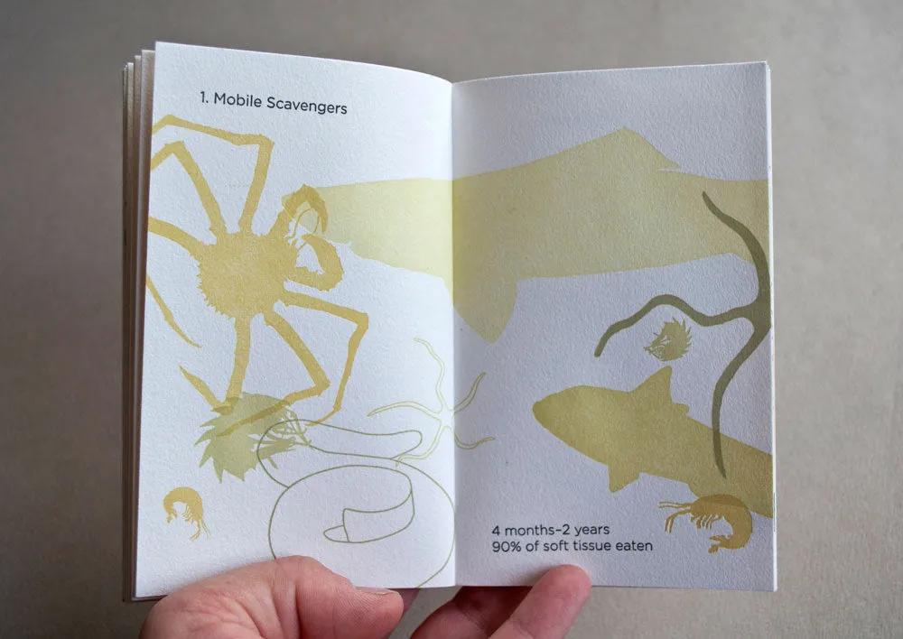 Whale Fall by Kate Barber -SOLD OUT!